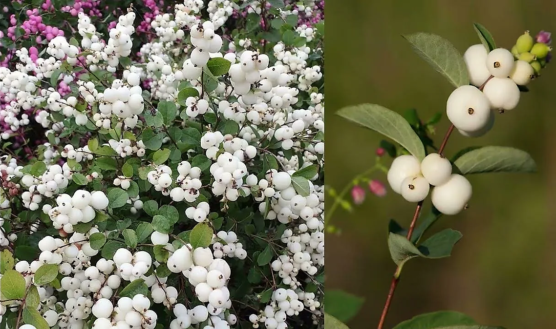 Снежноягодник