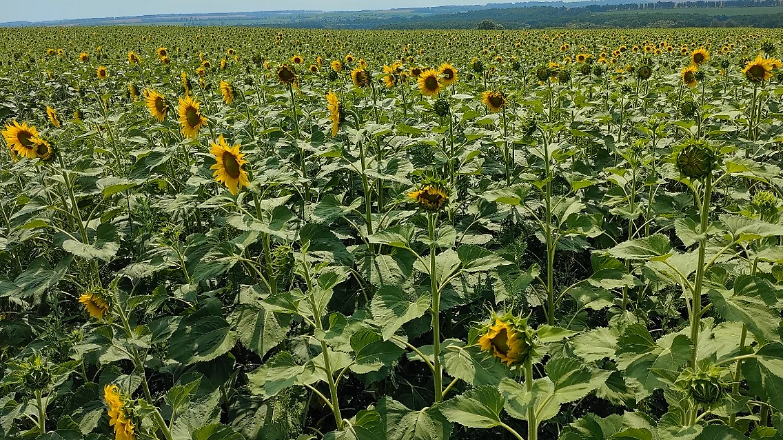 Подсолнечник