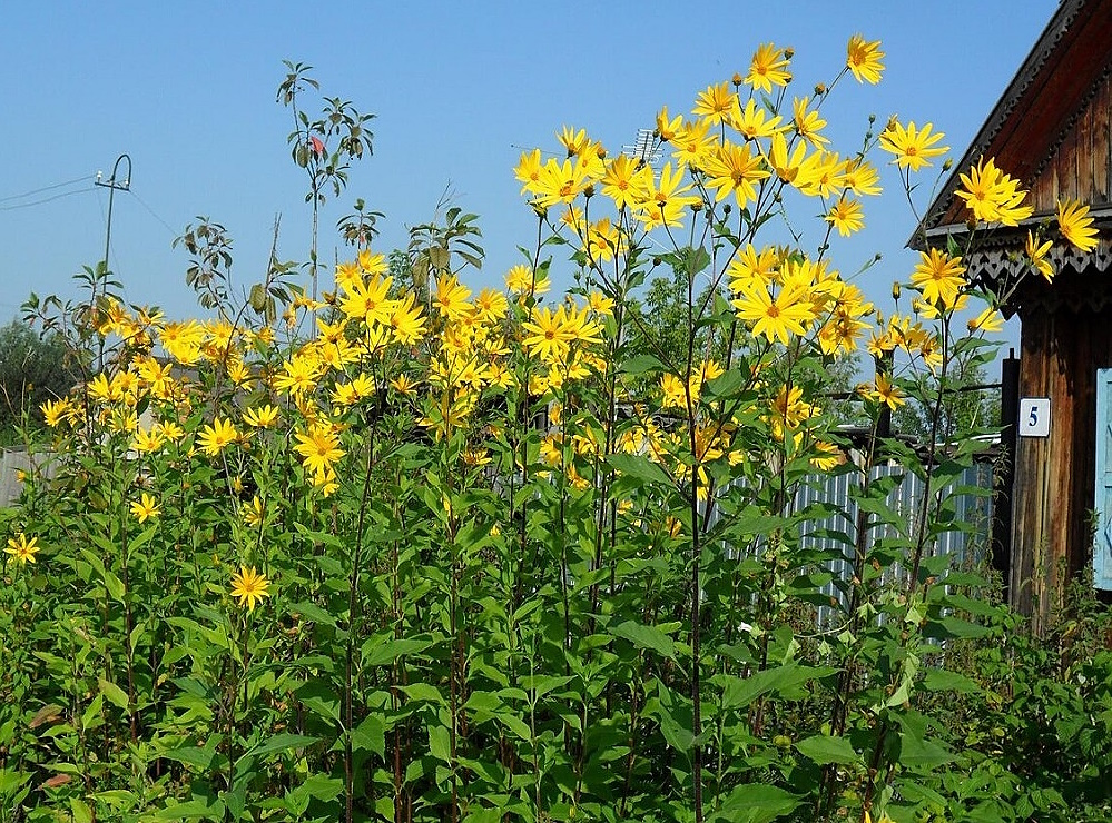 Топинамбур