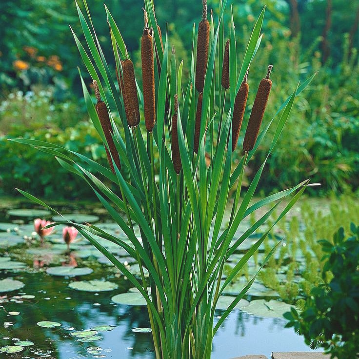 Cattail