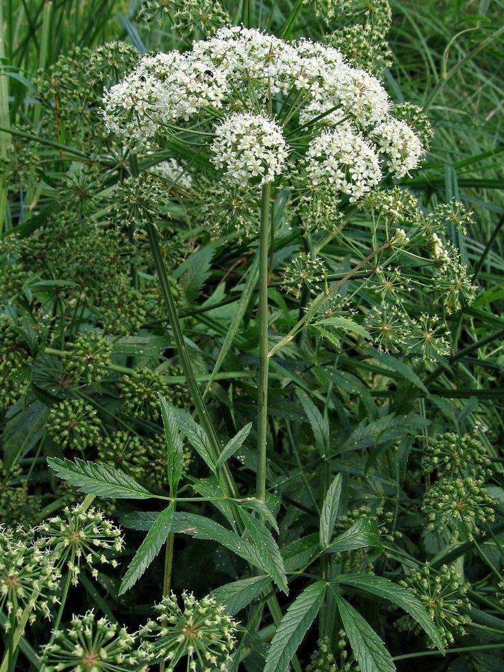 Вех ядовитый 