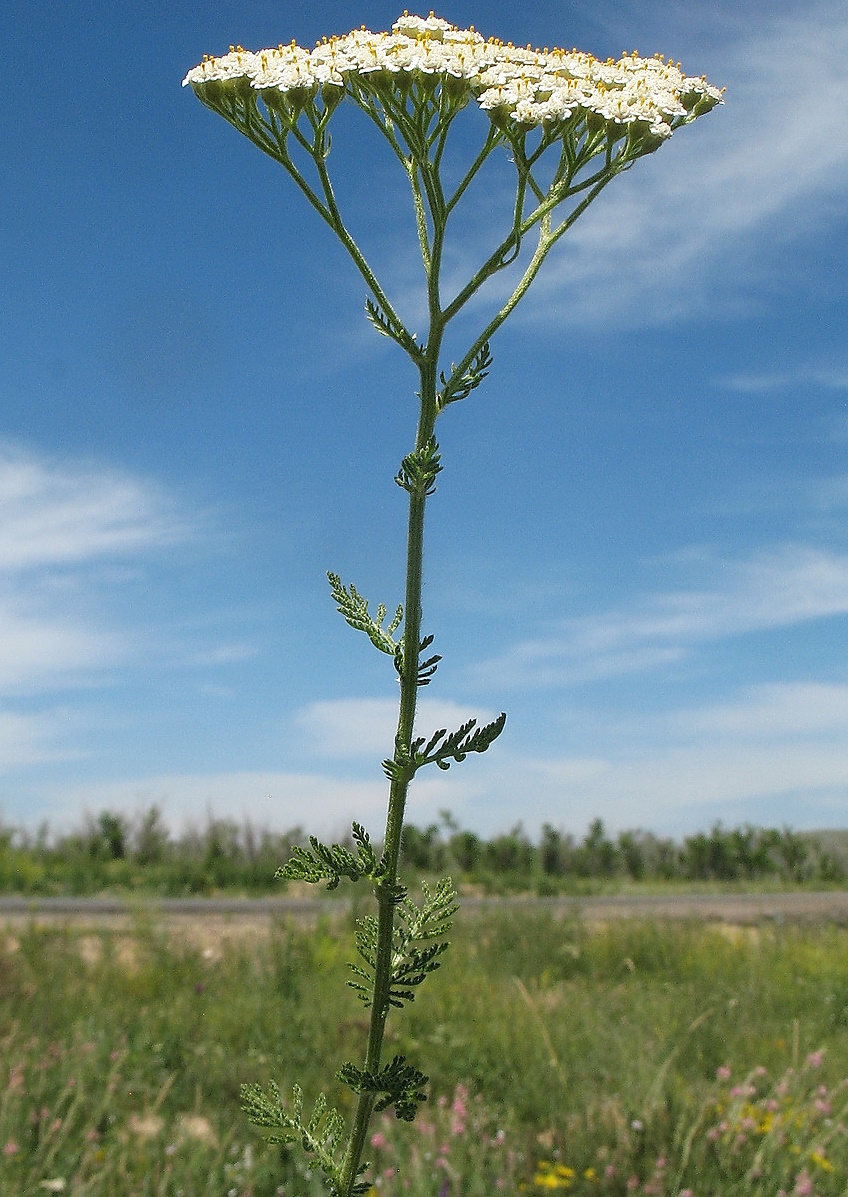 Тысячелистник