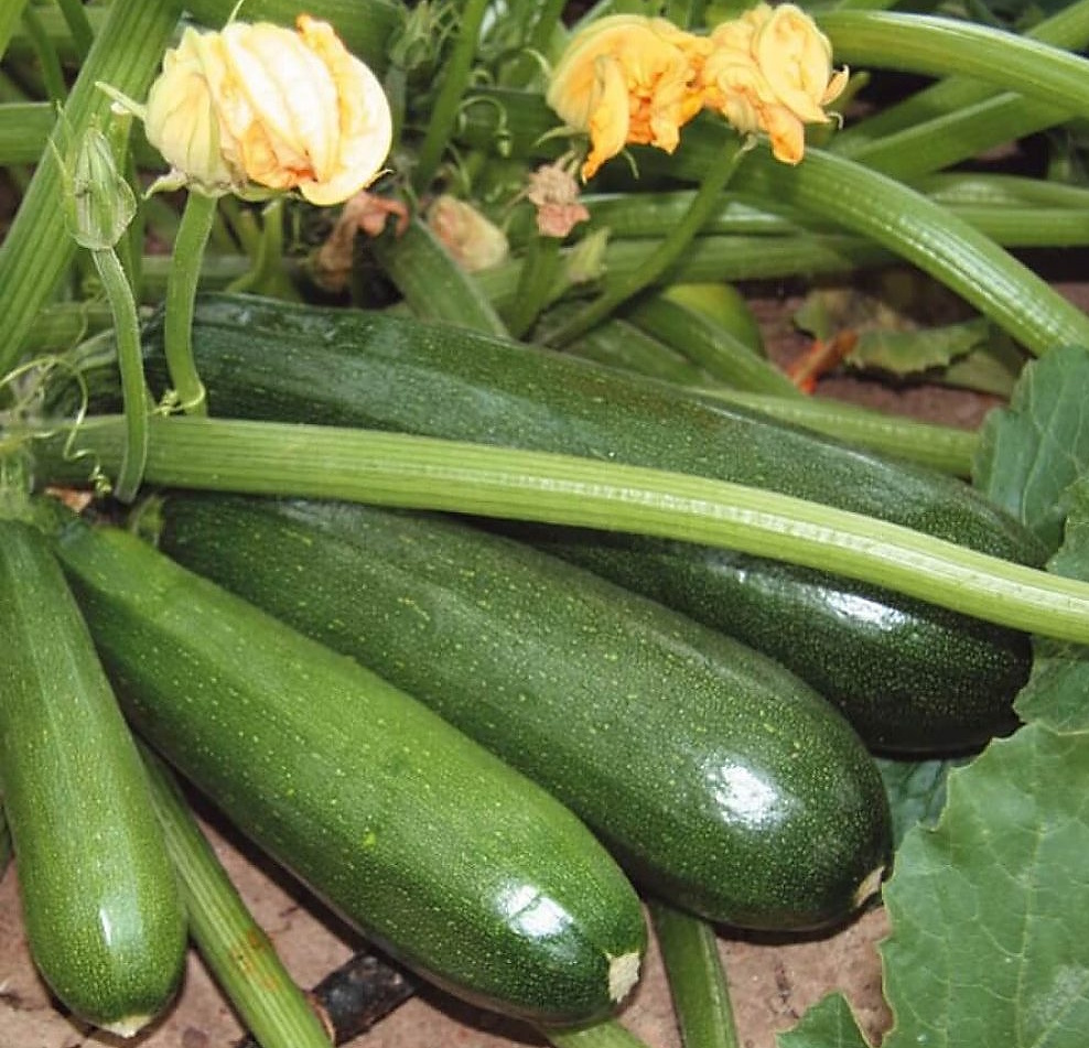 Цукини