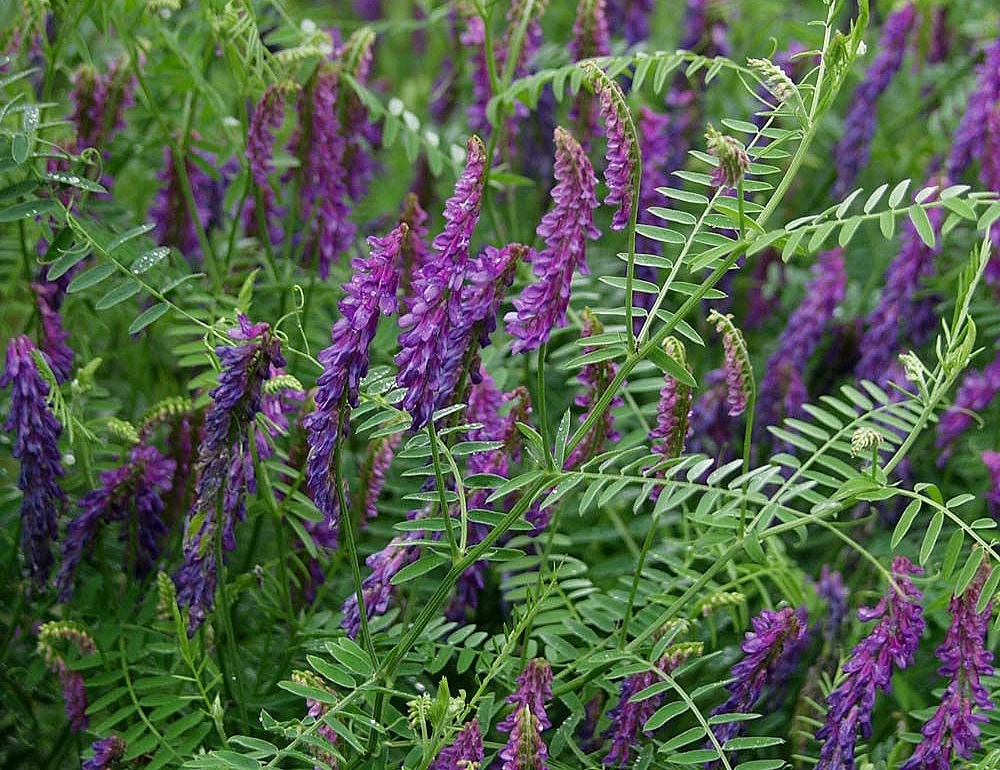 Горошек мышиный