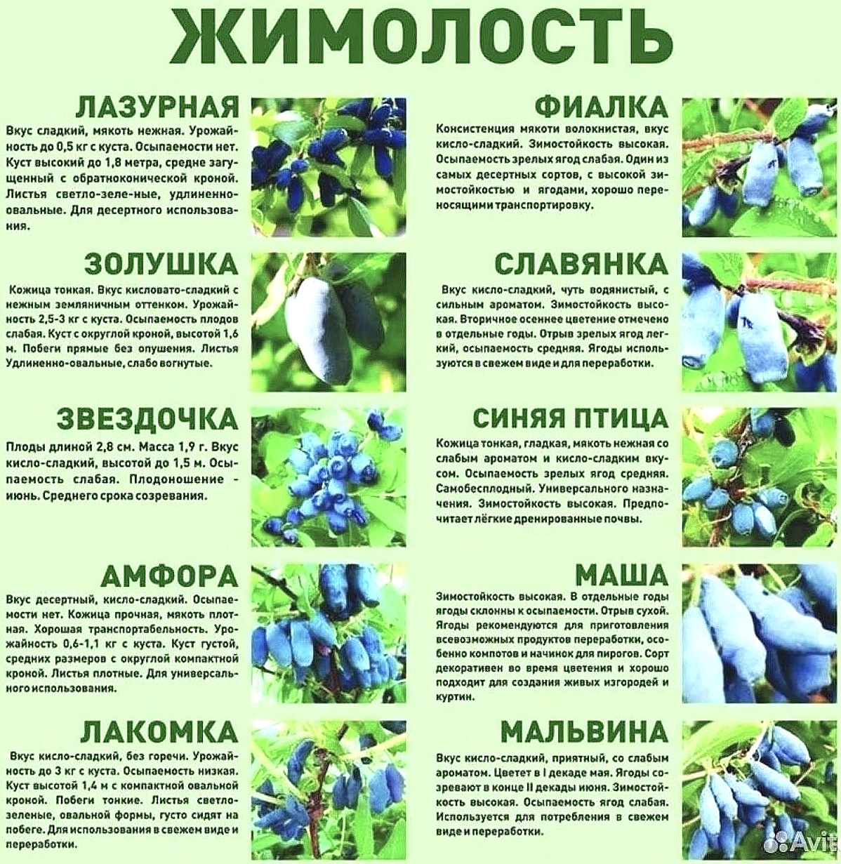 Сорта жимолости.