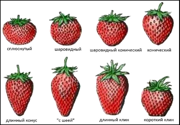 Форма ягод Земляники