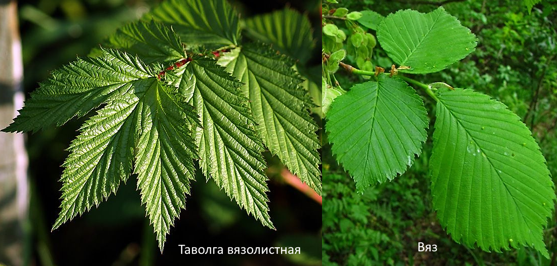 Сравнение листьев