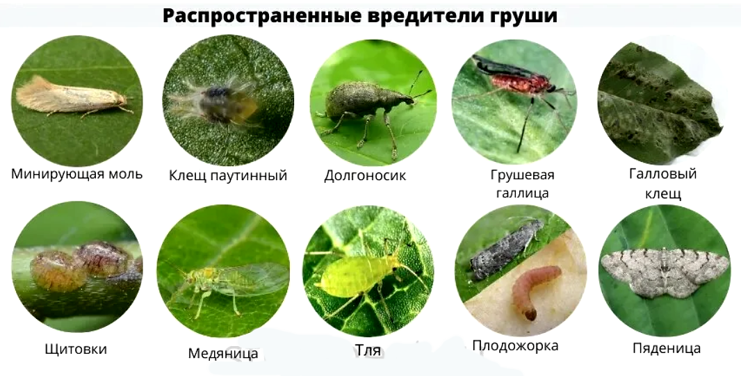 Вредители груши